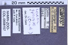 Etiketten zu Lacon sparsus (NHMW-ZOO-COL-0008157)